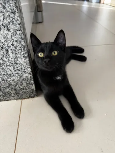 Doação de 4 gatinhos em Balneário Camboriú