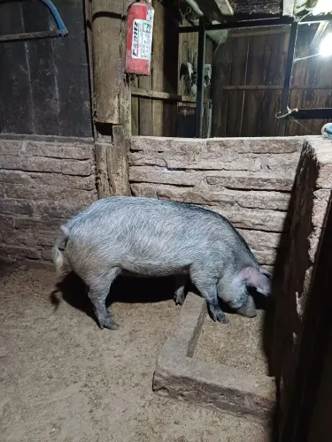Leitoa raça Moura