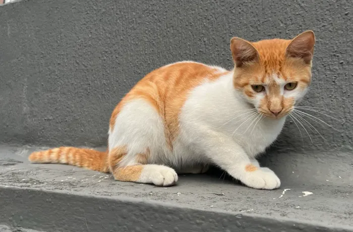 Gatinho para adoção responsável