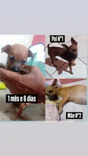 Vende se filhote pinchers