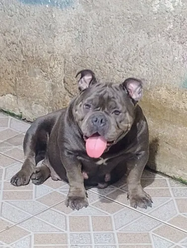 American Bully com pedigree fêmea 