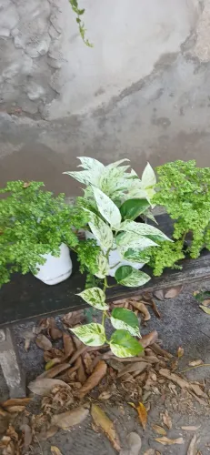 Plantas cada 30 reais