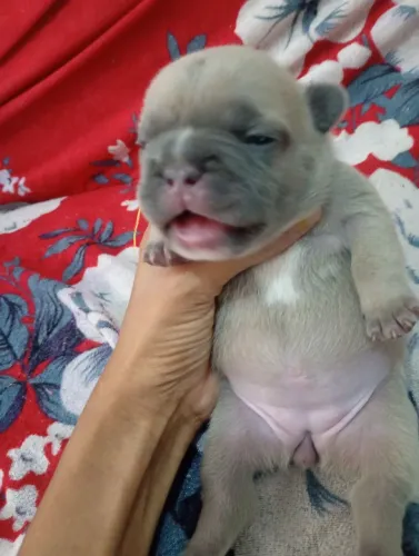 Bulldog francês