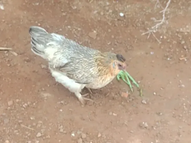 Ovos de garnizé mestiça com raça silkie