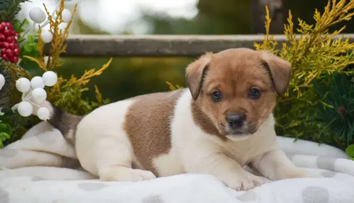 Disponível hoje! Filhotes de Jack Russell - Chame no WhatsApp para reservar.