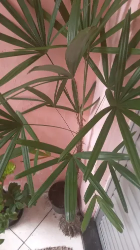 Plantas