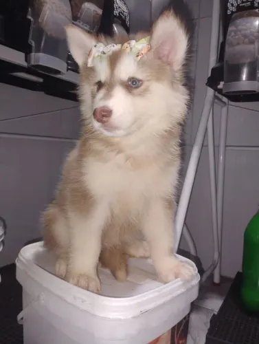 Husky Sibériano