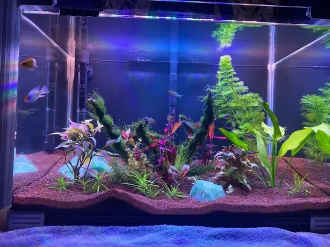 Aquário Boyu Curvo 63L Completo com Luminária, filtro, termostato e substrato premium.