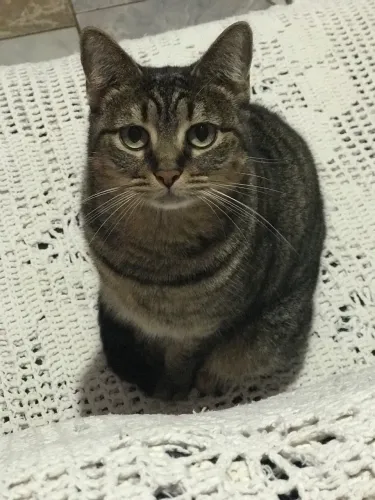 Doação de gatos 