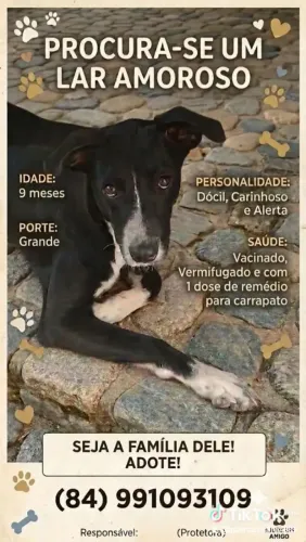 Cachorro vira lata, brincalhão, dócil, meninão..