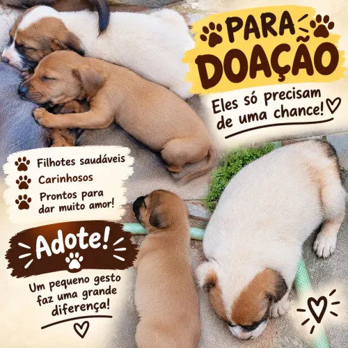 Estou doando esses cachorrinhos com raça não definida
