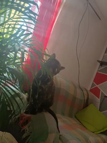 Gatos, bem cuidados, vacinados e chipados para adoção.