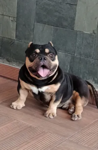 American Bully cobertura