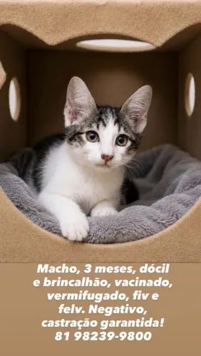 Doação de gato 3 meses com vacinas em dia