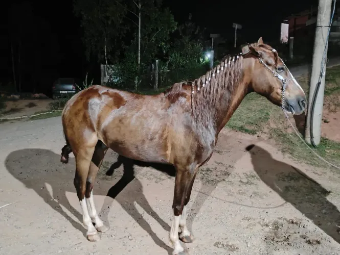 Cavalo mangalarga 