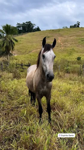 Potro/cavalo