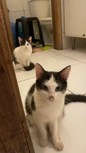 Gatinhos para doação