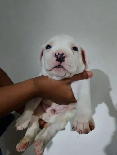 Filhotes de Pitbull 