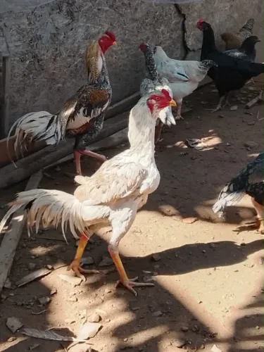 Vende-se frango branco