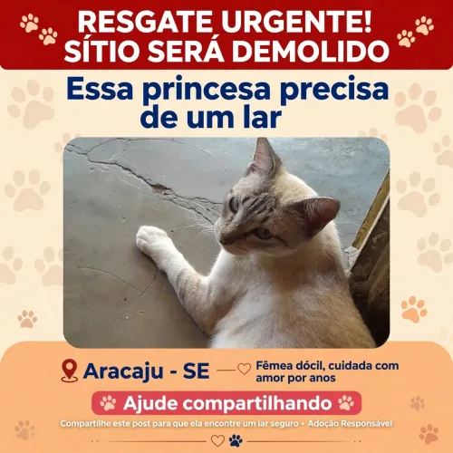 Gata para adoção