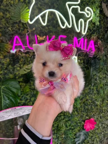 Spitz alemão belíssima! Jóia rara