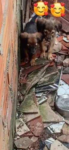 Filhote de cachorro