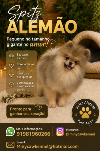 Spitz alemão macho