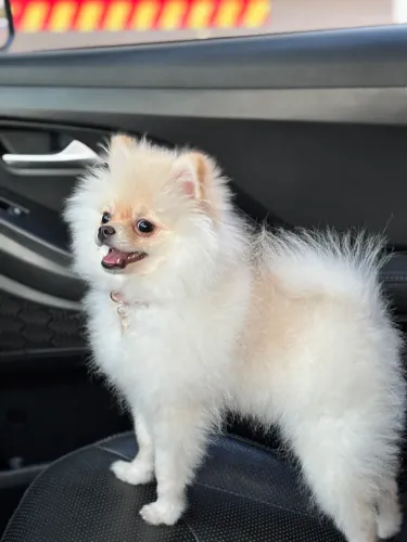 LULU DA POMERANIA FÊMEA 