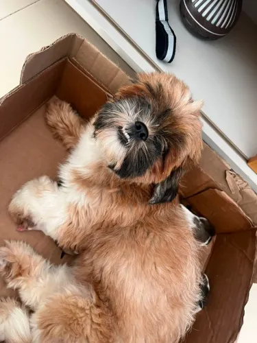 Cachorro