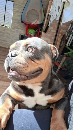 American bully