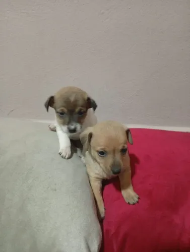 Vendo fêmea de Pincher