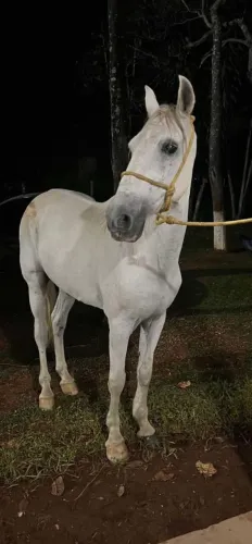 Cavalo manga larga Machador 
