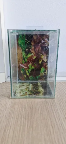 Aquário peixe beta