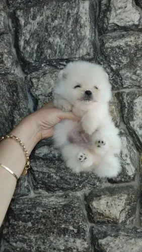 Lulu da Pomerânia anão ursinho com pedigree!