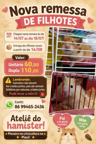 Hamster Sírio Angorá - Filhotes Disponíveis (Reserva)