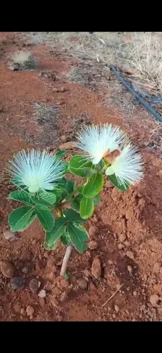 Mudas de pequi goiano