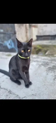 GATO PARA ADOÇÃO