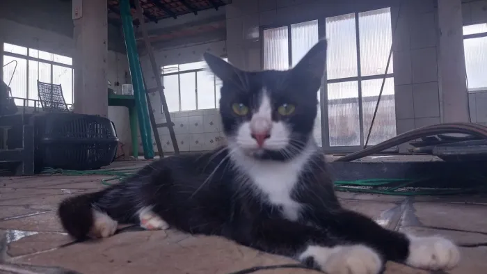 Doação responsável de gatos