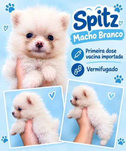 Lulu da Pomerânia - Spitz