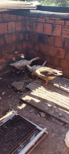Gansos 1 macho 2 fêmeas