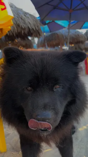 Chow chow para cobertura