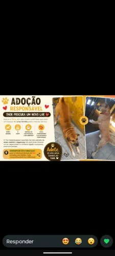 Doação de cachorro