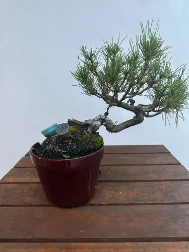 Bonsai Pinheiro negro