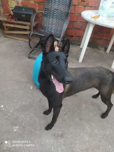 Cachorra belga malinois
