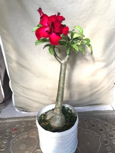 Rosa do Deserto 