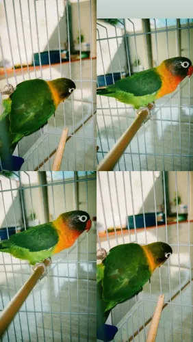 Vende se agaporins filhote cor exótica