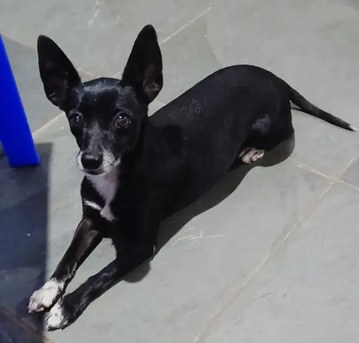 PROCURA-SE CADELINHA PINSCHER PERDIDA