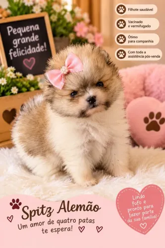 Lulu da pomerania baby fece 