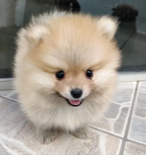 Spitz Alemão Anão 
