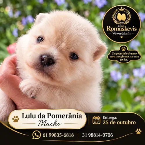 LULU DA POMERÂNIA 
